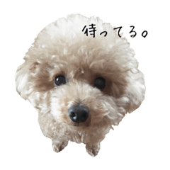 [LINEスタンプ] トイプードルのぷゆ