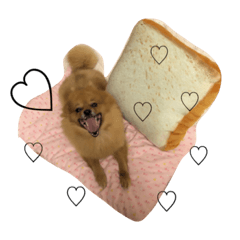 [LINEスタンプ] ポメラニアン・モニカ