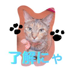 [LINEスタンプ] サビ猫ぽちゃの日常スタンプ