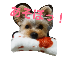 [LINEスタンプ] らんちゃん385