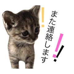 [LINEスタンプ] Hijiki2