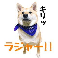 [LINEスタンプ] 柴犬きゅうちゃん2