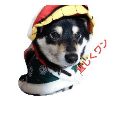 [LINEスタンプ] 黒柴ゴン太君