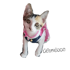 [LINEスタンプ] TheMeow