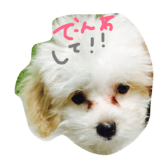 [LINEスタンプ] ベルの日常会話