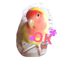 [LINEスタンプ] インコ日和