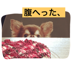 [LINEスタンプ] チワワと会話