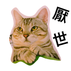 [LINEスタンプ] Crazycats
