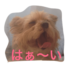 [LINEスタンプ] Talky Yorkie