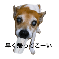 [LINEスタンプ] RAPISURAZURI