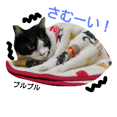 [LINEスタンプ] うちの猫たまおくん