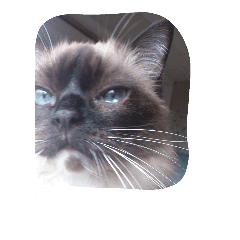 [LINEスタンプ] ねこのルリさん