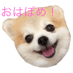 [LINEスタンプ] ゴン太からのほんわか日和