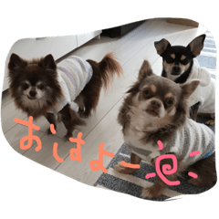 [LINEスタンプ] 私達3匹チワワーズ