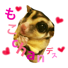 [LINEスタンプ] フクロモモンガのもこちゃん