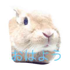 [LINEスタンプ] うさぎのキャロル（2）