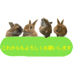 [LINEスタンプ] うさぎのキャロル