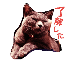 [LINEスタンプ] My angel of cat