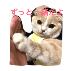 [LINEスタンプ] 猫のクッキーちゃんです。