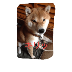 [LINEスタンプ] chachamaru_me