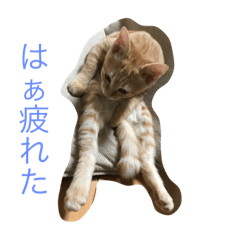 [LINEスタンプ] 茶々ちゃまの日常