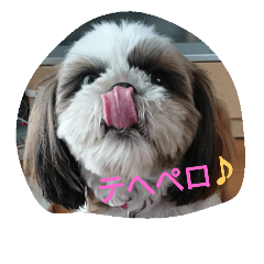 [LINEスタンプ] シーズーくるくるさん