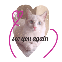 [LINEスタンプ] 我が家の猫共