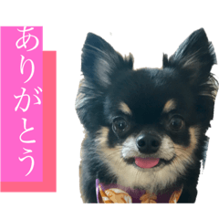 [LINEスタンプ] 可愛いれくちゃんスタンプ