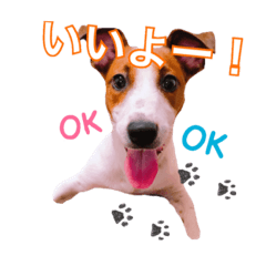 [LINEスタンプ] ジャックラッセルテリアの一朗