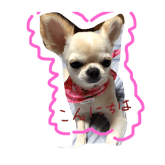[LINEスタンプ] 挨拶‼︎