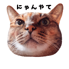 [LINEスタンプ] ネコのあずきさん☆