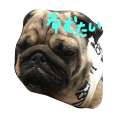[LINEスタンプ] パグパグけんちゃん