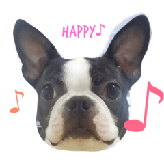 [LINEスタンプ] Boston terrier AZUKI