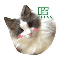 [LINEスタンプ] ほっこりラグちゃん