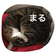 [LINEスタンプ] Kiwi ＆ Ginji