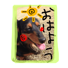 [LINEスタンプ] dogmaron