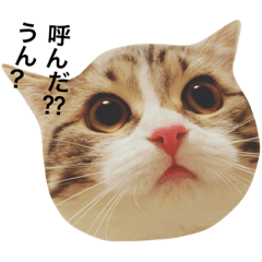 [LINEスタンプ] マンチカンのチョコパン