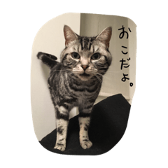 [LINEスタンプ] レイくんねこ☆すた Part.2