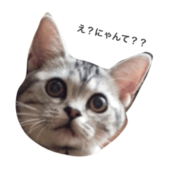[LINEスタンプ] にゃんにゃんらいふ