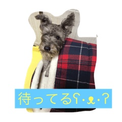 [LINEスタンプ] animal stamp byayumi