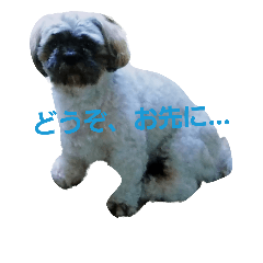 [LINEスタンプ] Carol of a Shih Tzu dog, the second time