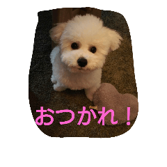 [LINEスタンプ] cookie cookie1106