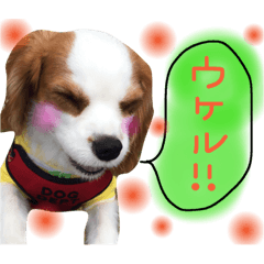 [LINEスタンプ] キャバリア タロのスタンプ