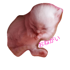 [LINEスタンプ] 仔猫ちゃんたち