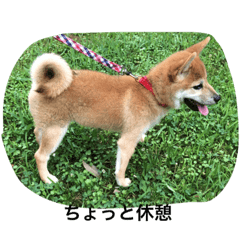 [LINEスタンプ] 柴犬 ココたんのスタンプ