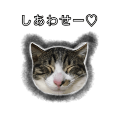 [LINEスタンプ] こんぶとわかめ