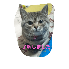 [LINEスタンプ] うちのジェラ