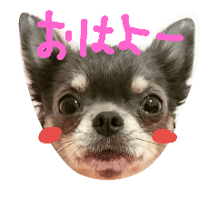 [LINEスタンプ] チワワのココア