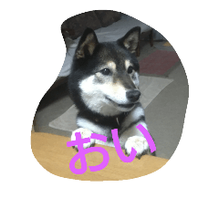 [LINEスタンプ] 可愛い柴犬2