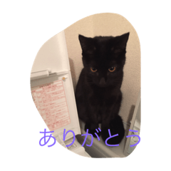 [LINEスタンプ] マク乃進とチュチュの完全屋内days